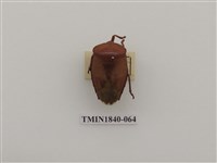 藏品(菲律賓產昆蟲)的圖片